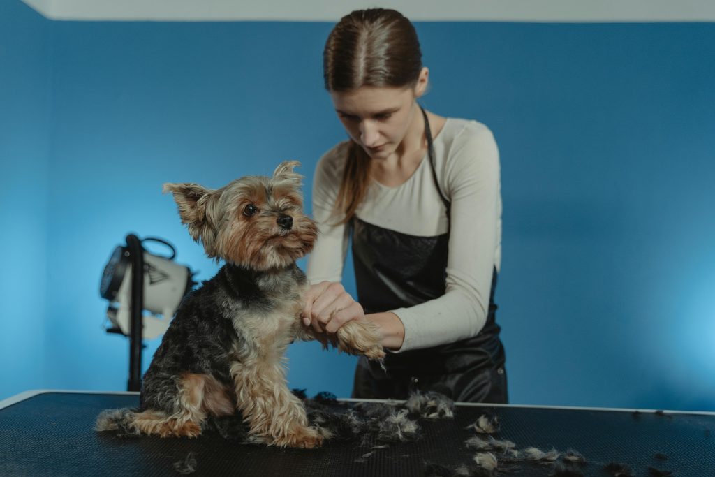 best dog clippers in australia