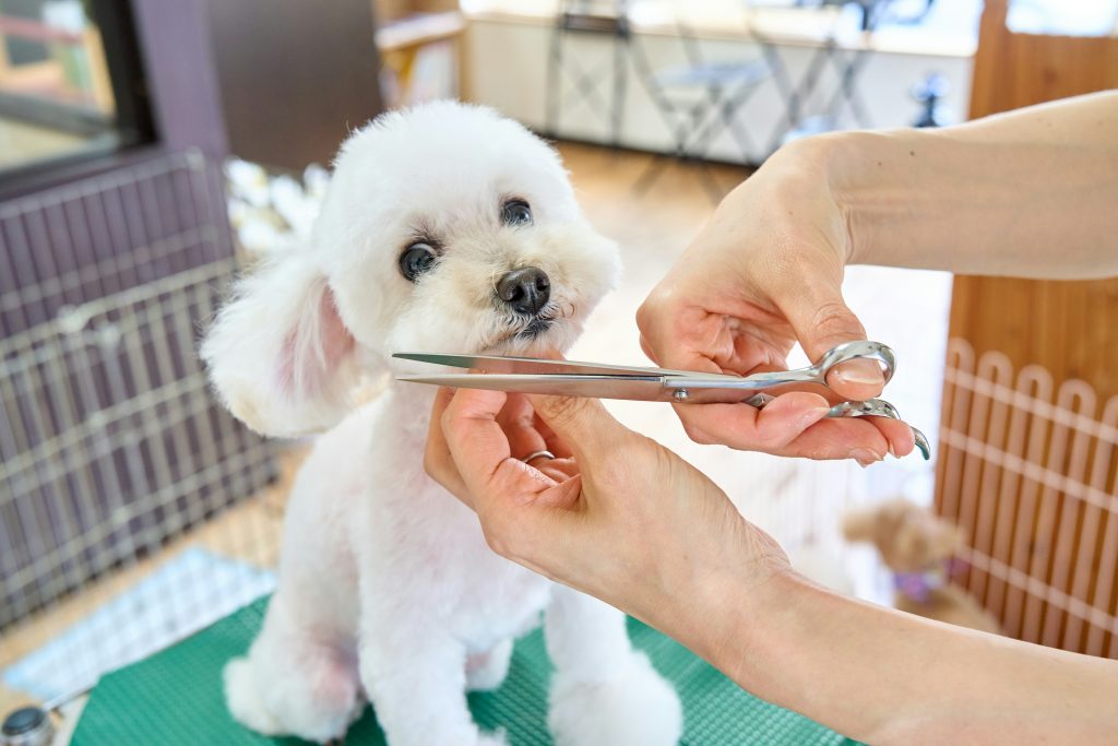 dog grooming cost in australia