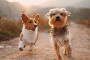 dog-ownership-cost-in-australia