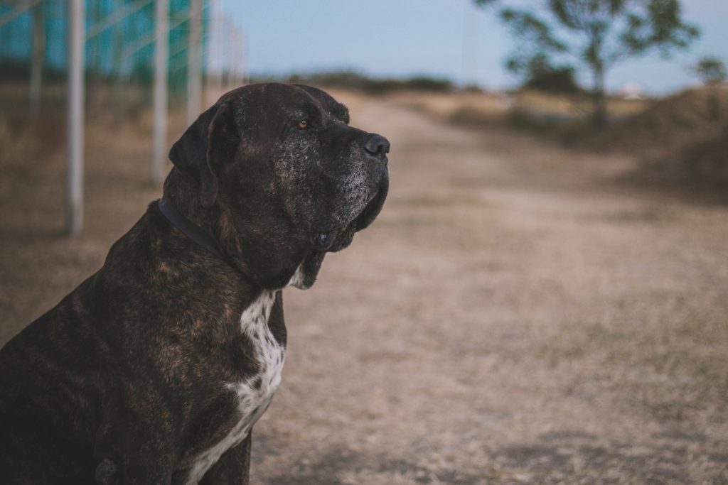 pet-cremation-cost-in-australia