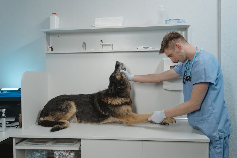 emergency vet cost australia
