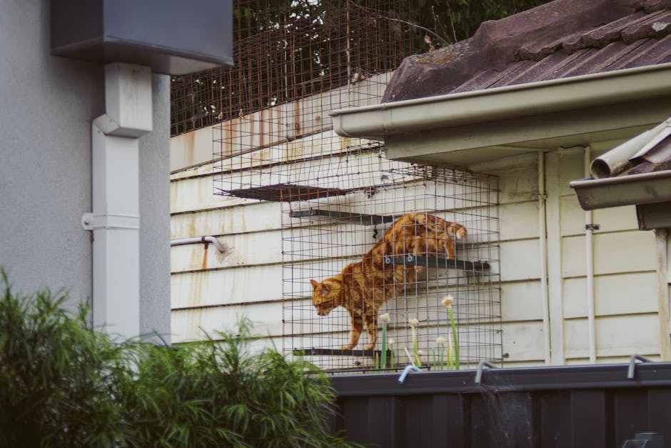 owning a cat cost australia