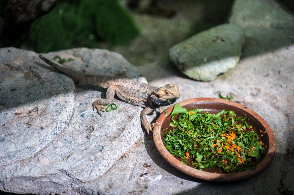 bearded dragon cost australia