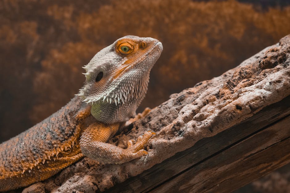 bearded dragon setup cost australia