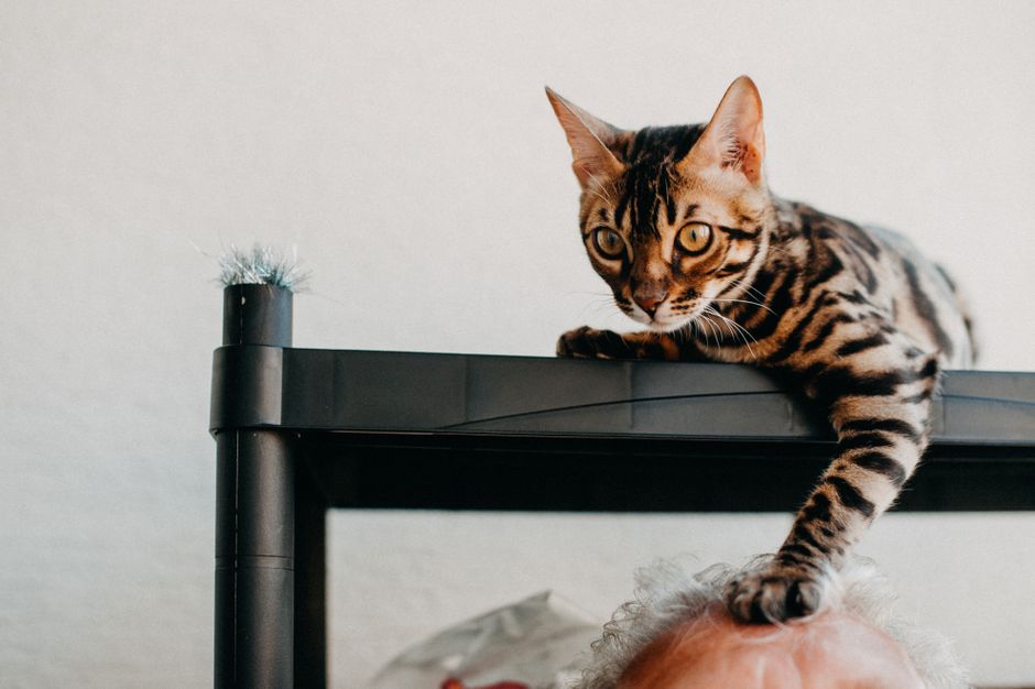 Bengal cat cost Australia
