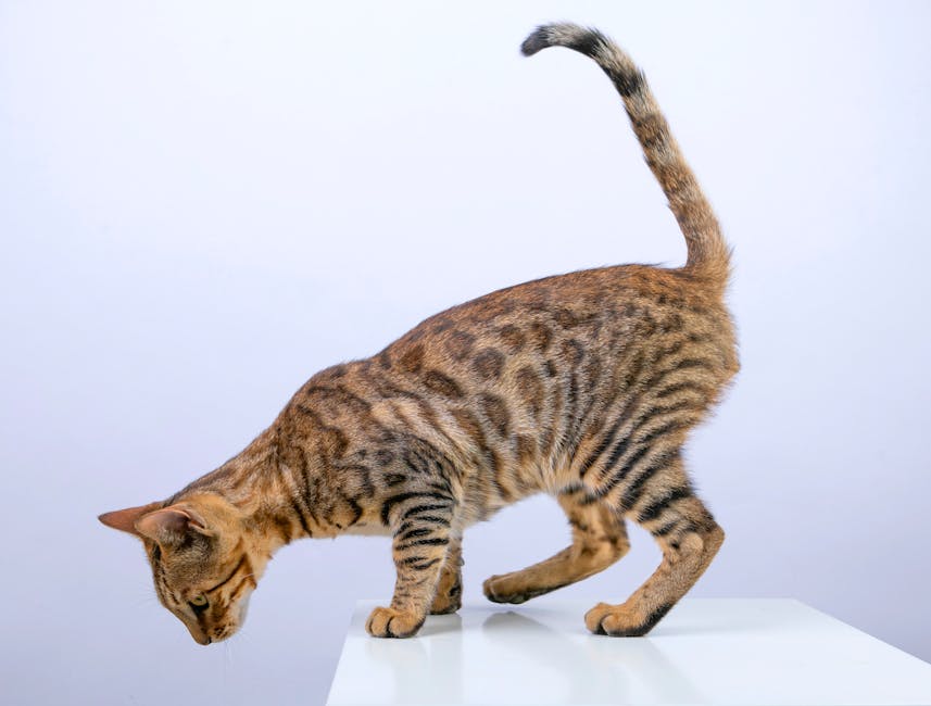 Bengal cat cost Australia