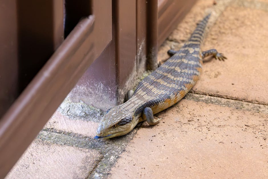 blue tongue lizard cost australia