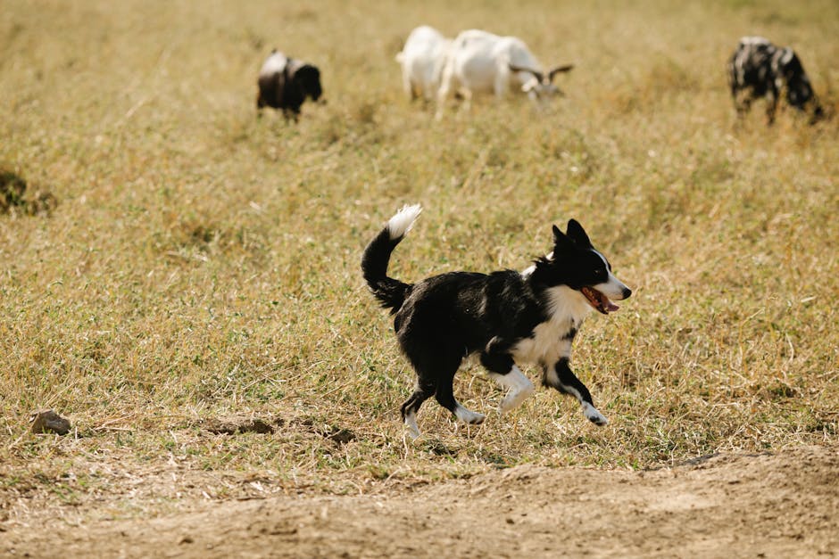 border collie cost australia