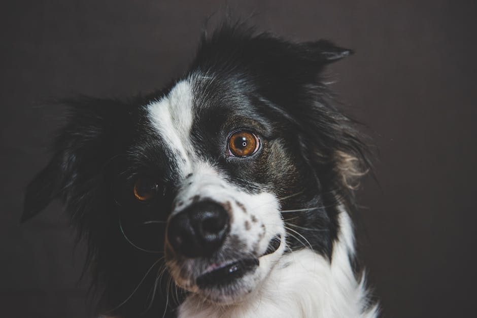 border collie grooming cost australia