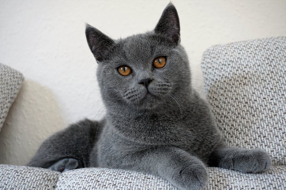 british shorthair price australia