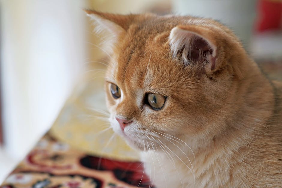 british shorthair price australia