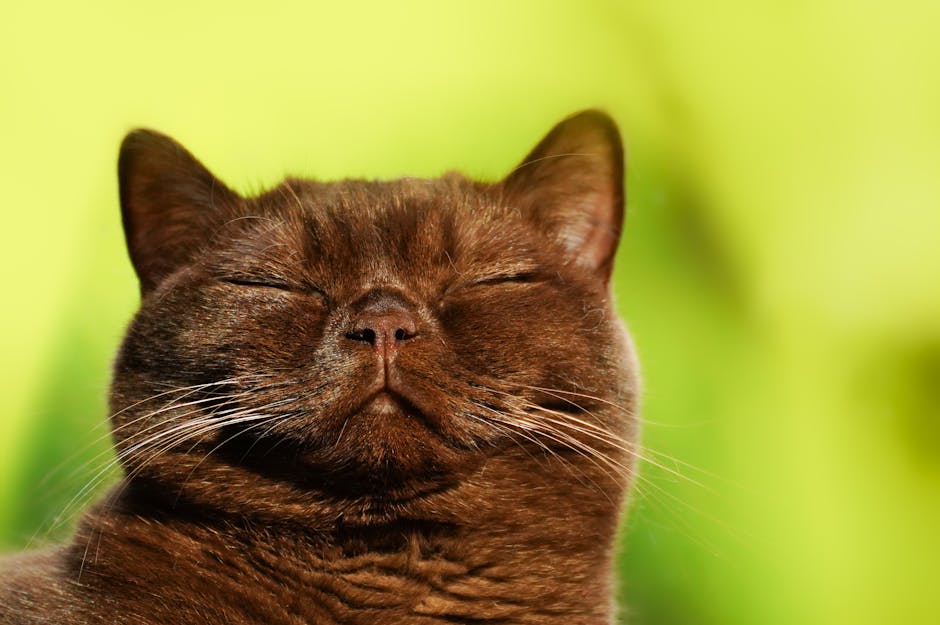 burmese cat cost australia