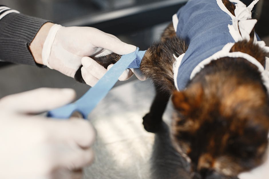 cat desexing cost australia