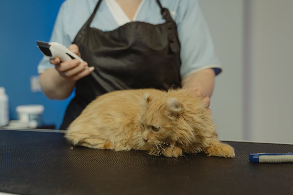 cat grooming cost australia