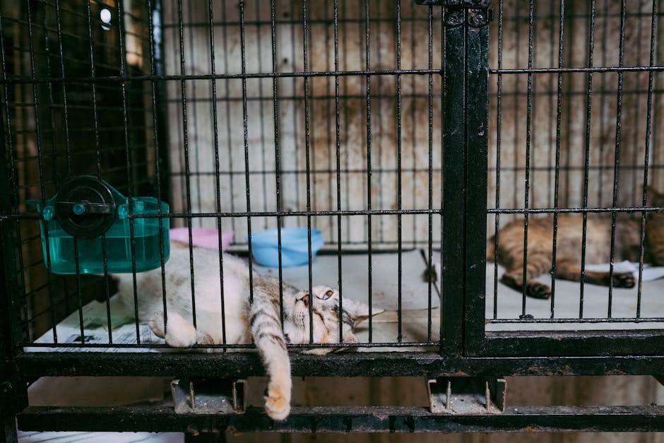 cat boarding cost australia