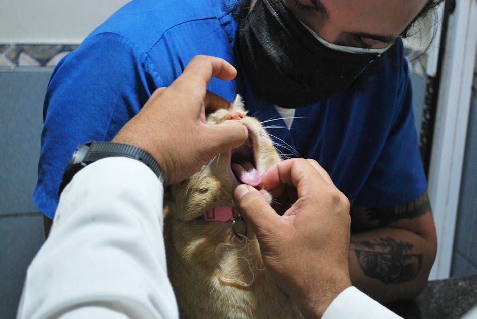 cat dental cleaning cost australia