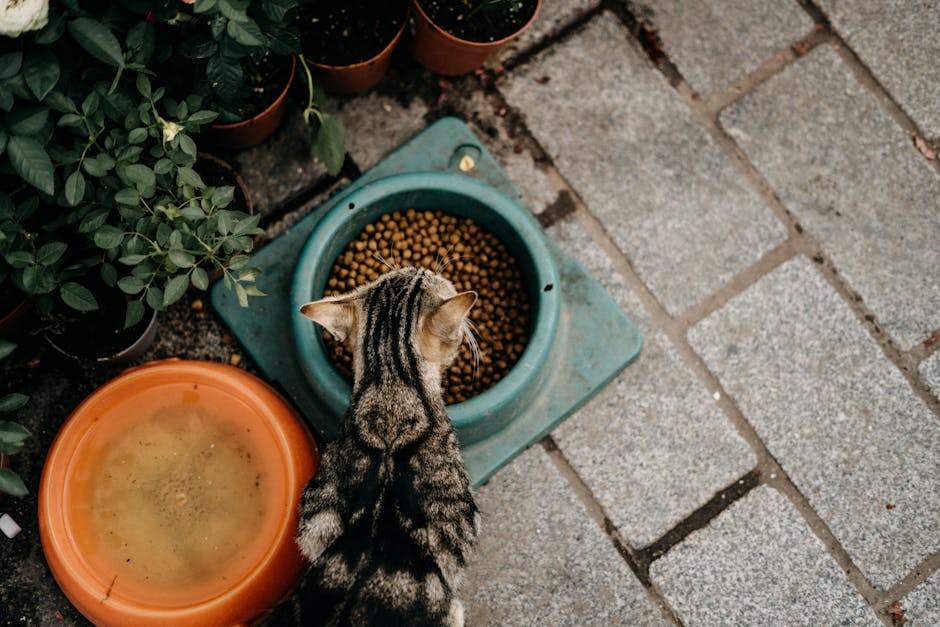 owning a cat cost australia