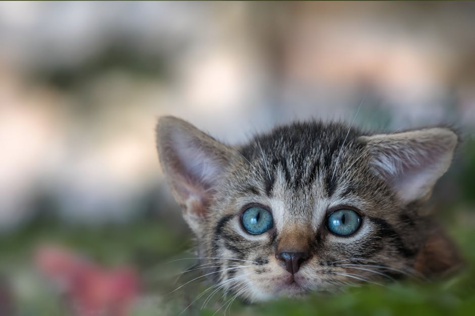 cat microchipping cost australia