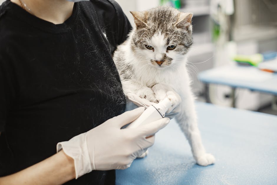 cat microchipping cost australia