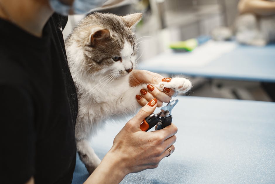 cat grooming cost australia
