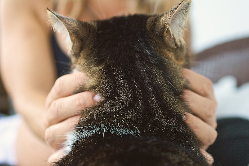 cat ownership cost australia