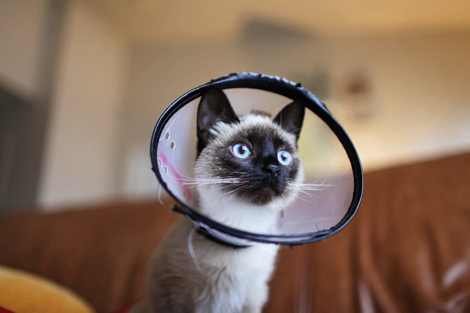 cat desexing cost australia