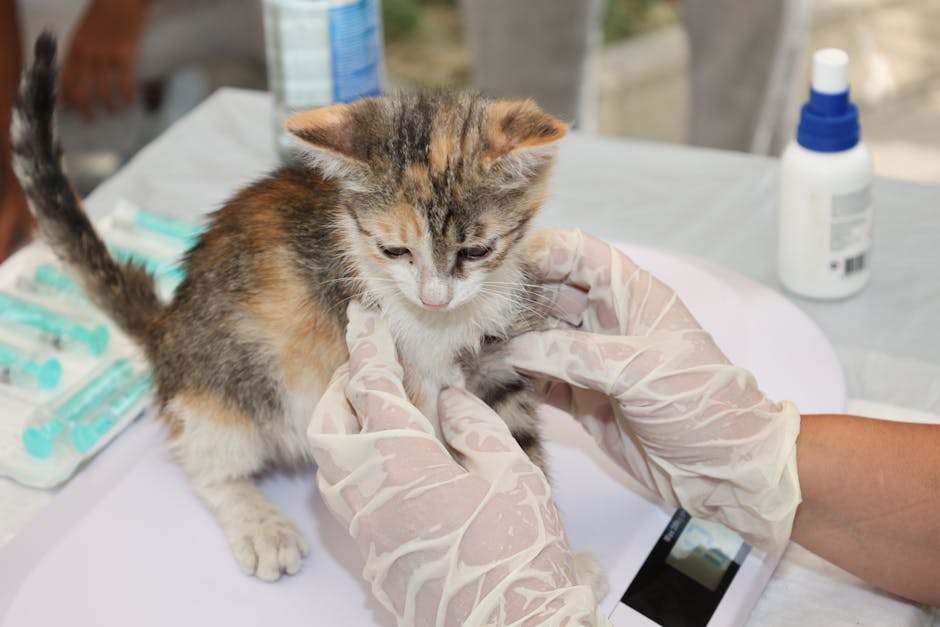 owning a cat cost australia