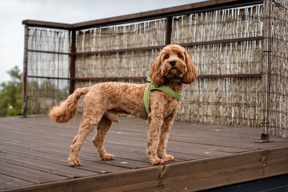 cavoodle desexing cost australia