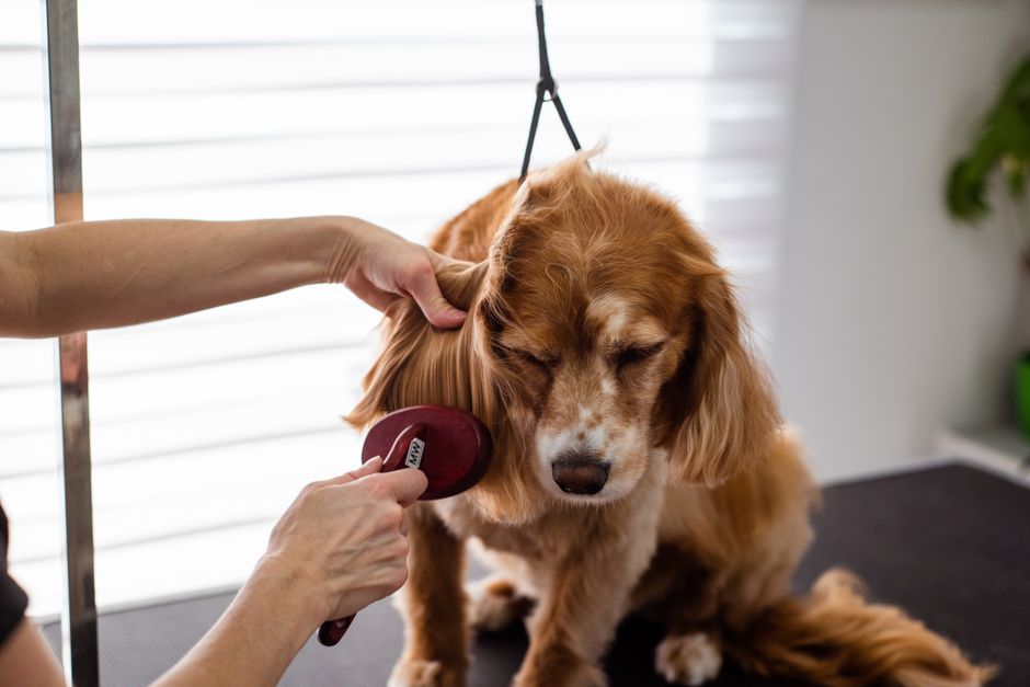 cavoodle grooming cost australia
