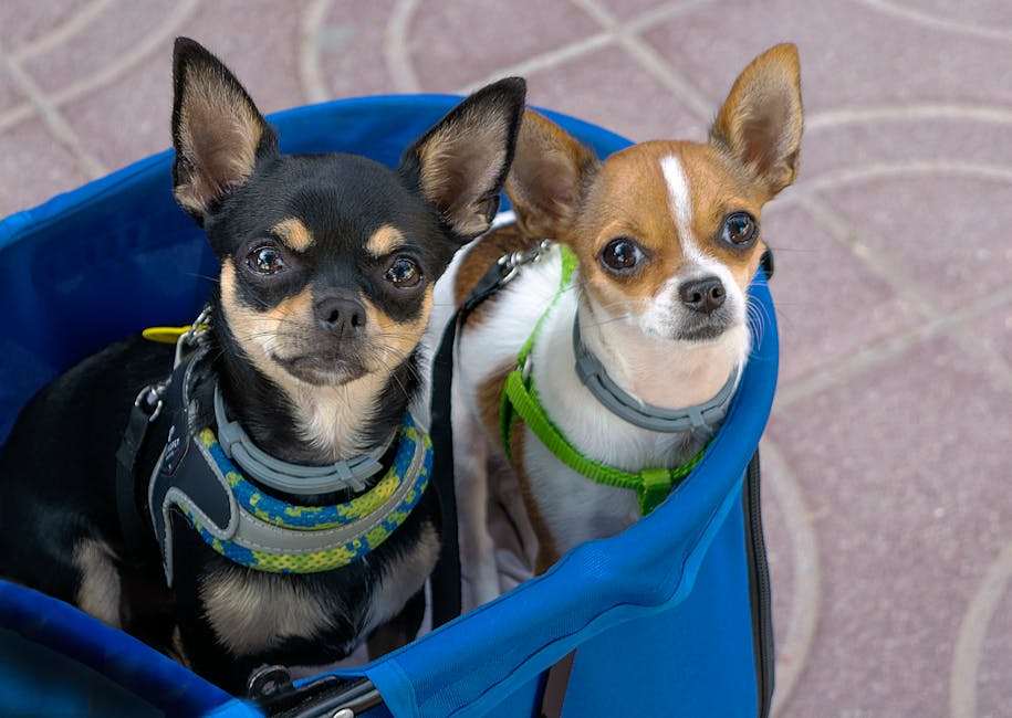 chihuahua vet cost australia