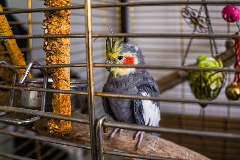 cockatiel cost australia