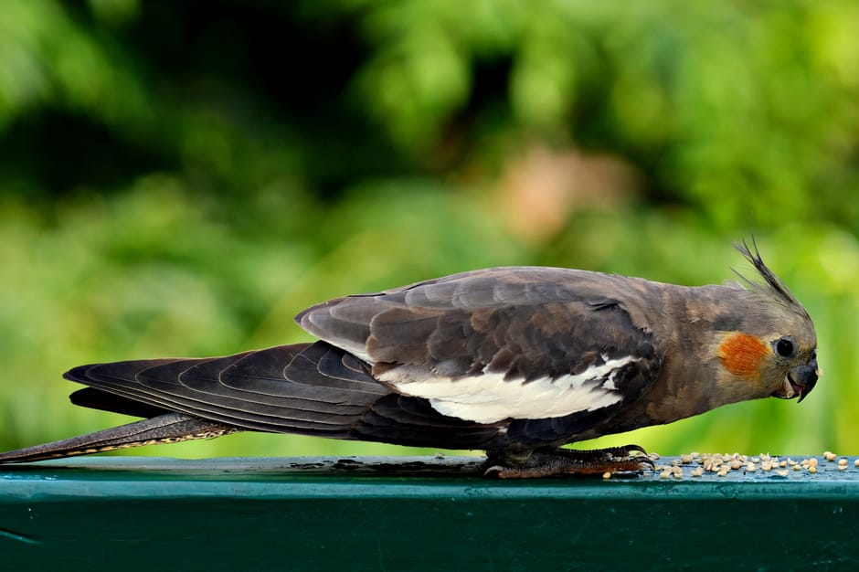 cockatiel cost australia