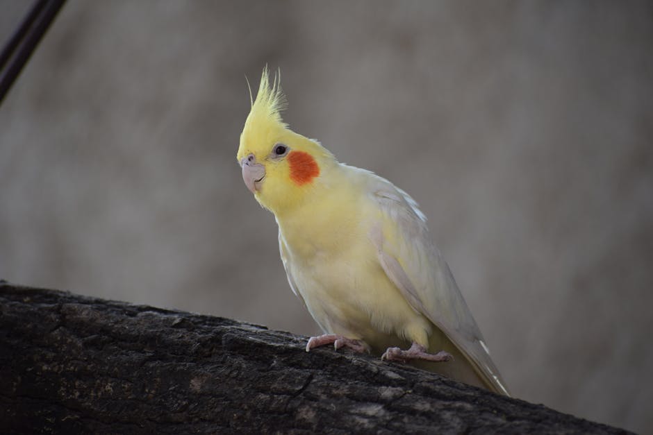 cockatiel cost australia
