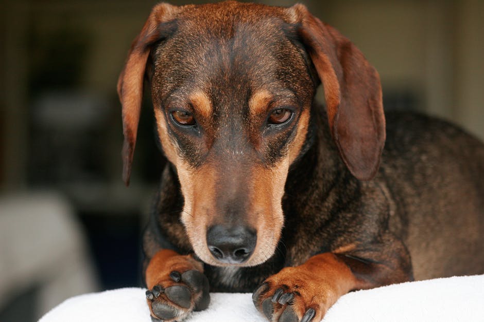 dachshund vet cost australia