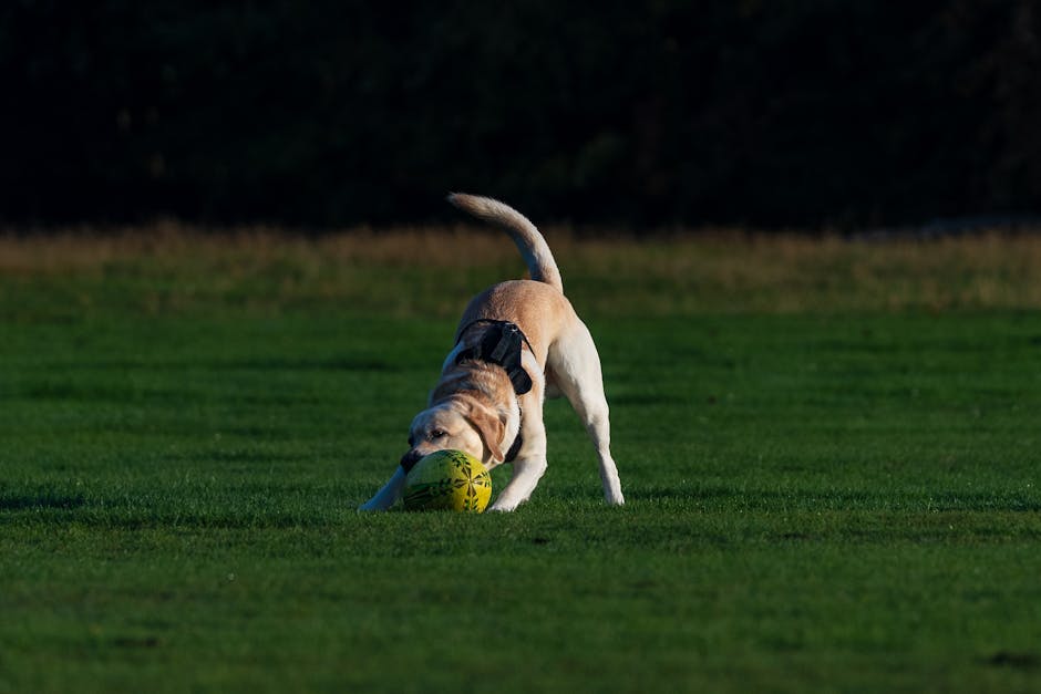 dog boarding cost Darwin