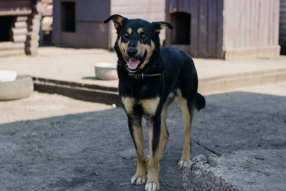 dog boarding cost Darwin