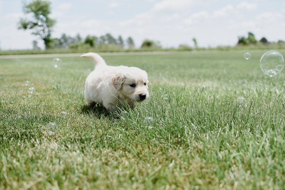 dog boarding cost Hobart