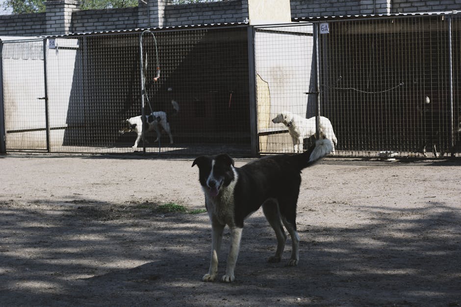 dog boarding cost Perth