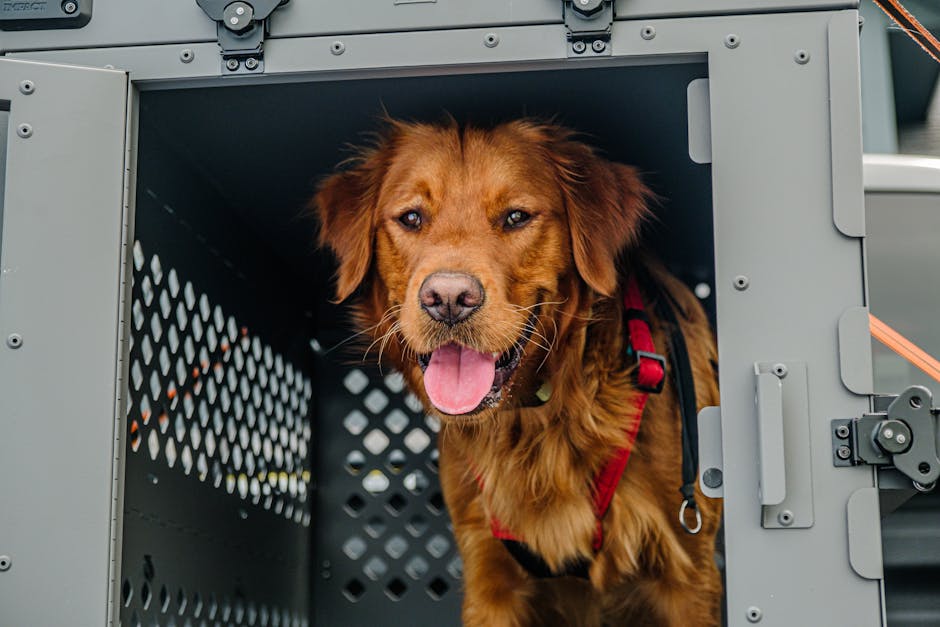 pet relocation overseas cost Australia
