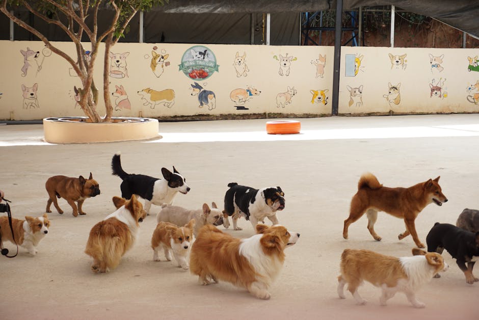 dog daycare cost australia
