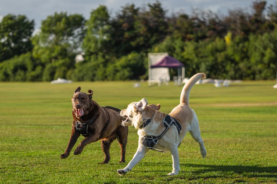 dog daycare cost australia