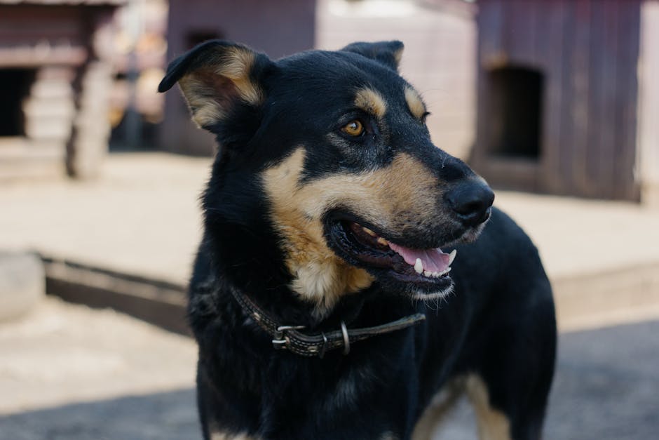 dog daycare cost australia