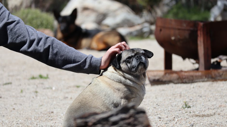 dog euthanasia cost australia