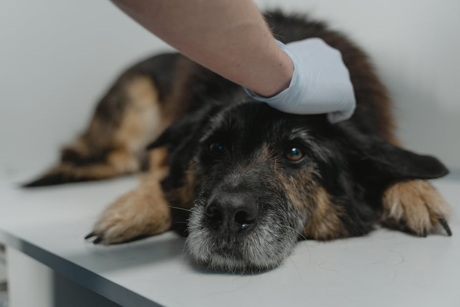 dog euthanasia cost australia