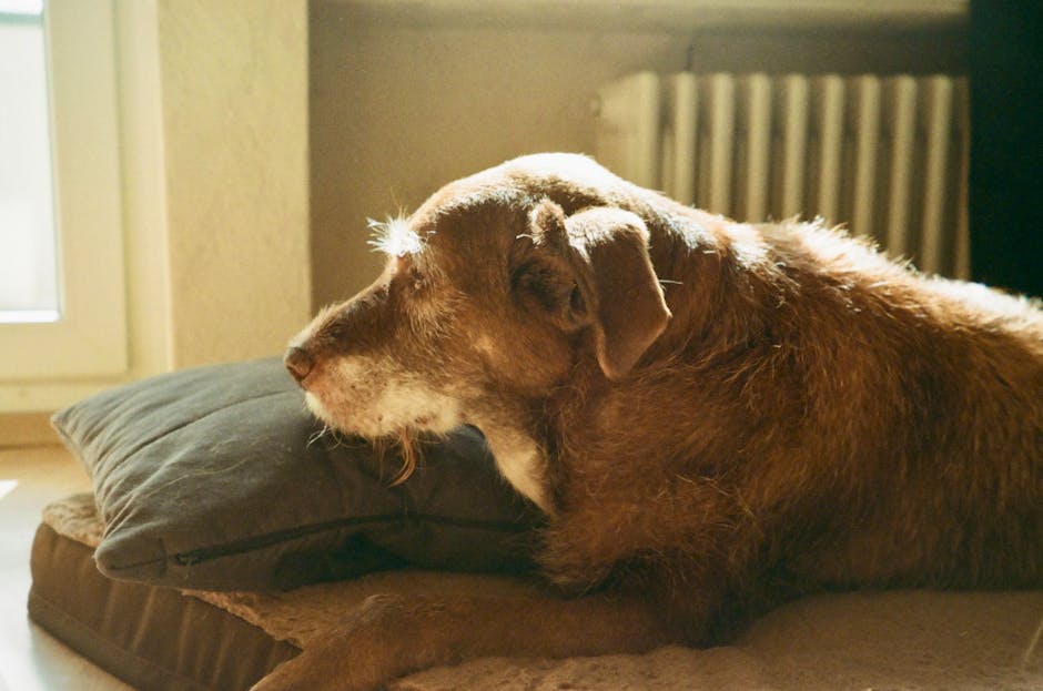 dog euthanasia cost australia