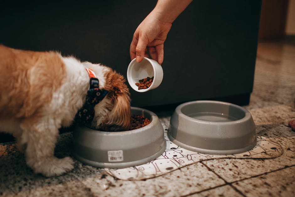 dog food cost Australia