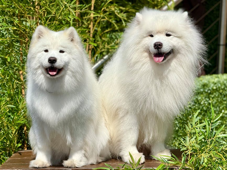 dog grooming cost Darwin
