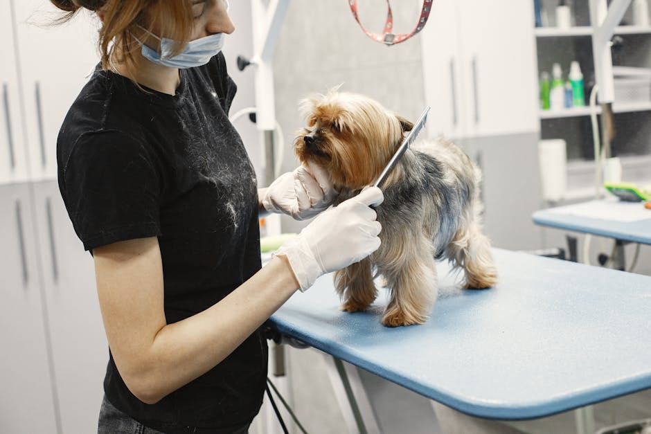 dog grooming cost Hobart