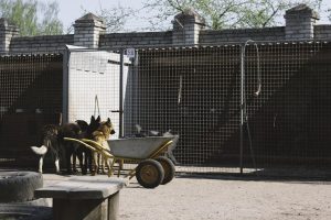 dog boarding cost Australia