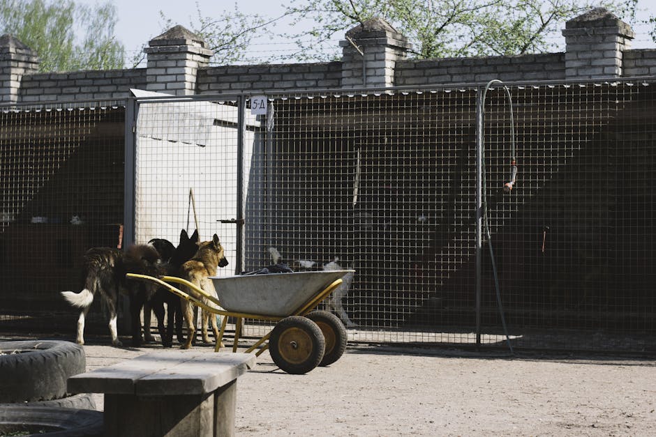 dog boarding cost Australia